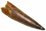 Fossil Spinosaurus Tooth - Real Fossil Tooth #370718-1